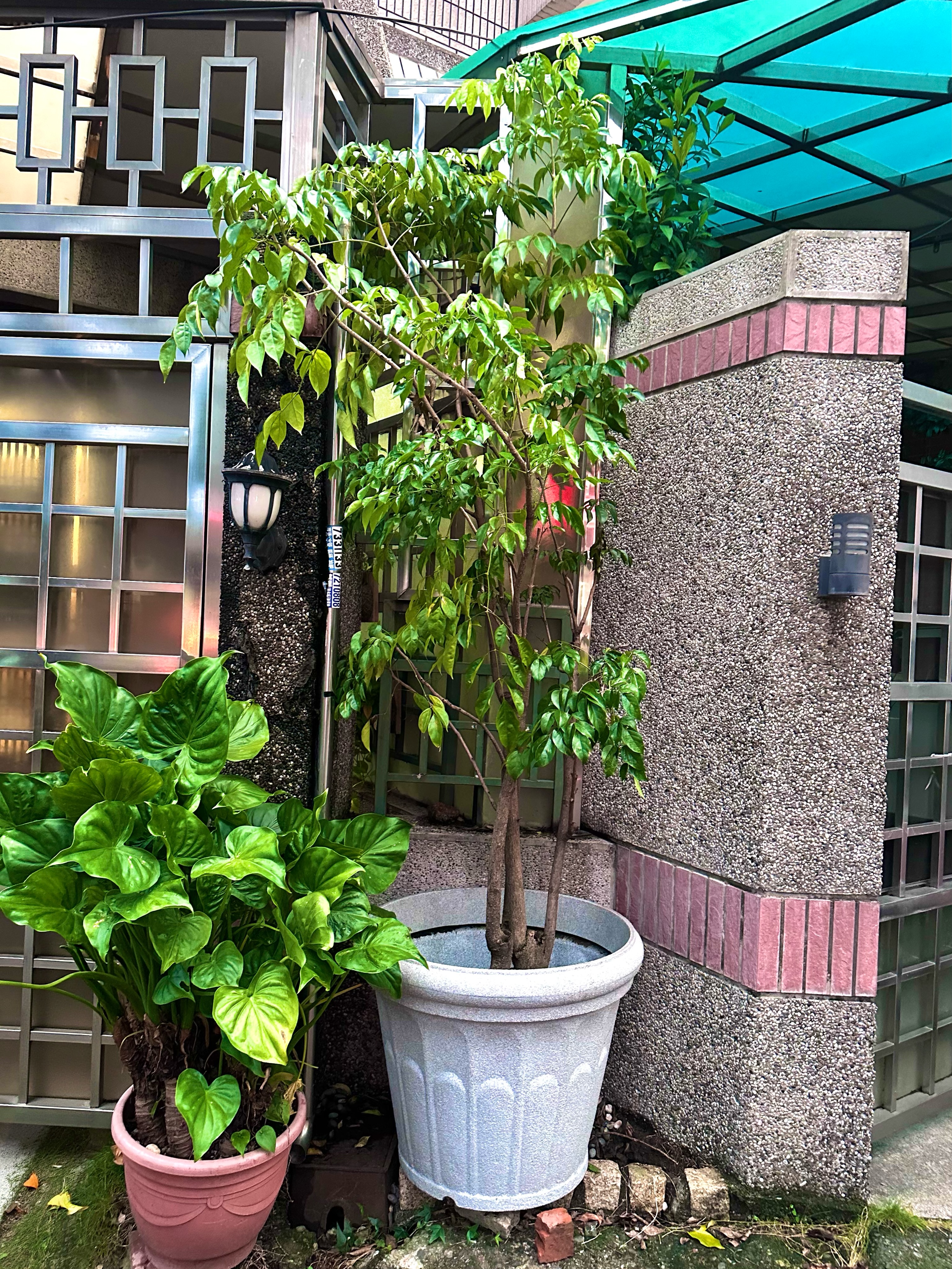 去年三月買回家的那棵樹，不知不覺已經長到一層樓高了。剛買回來的時候，很多網友都說原本的盆太小，老公後來也幫它換了一次盆，沒想到就這樣默默地長、默默地長，一年多後竟然已經這麼高。

今年暑假屏東大概有三分之二的時間都在下雨，最近發現樹的有些葉子開始發黃，一直擔心是不是排水出了問題，還是它又該換盆了。想了想，乾脆趁這次換盆順便檢查一下根系。

全家一起去園藝店挑盆，最後還很認真地舉手投票，另外三個人一致投給這個超級大盆，只有我覺得：「痾…這個不會太大嗎？！」三比一，我輸了。老公剛換好的時候，我怎麼看都覺得有點違和，很不習慣，結果看了幾天，現在居然越看越喜歡。樹長大了，好像真的就該住大房子了。

也謝謝老公，花時間又花力氣，幫我喜歡的植物換了這麼大一個家。去年把它帶回家的故事在留言處，沒想到一年多後，它真的長成一棵大樹了。（對了，左下角那盆也是當天一起買回來的，現在也長得很好喔！）