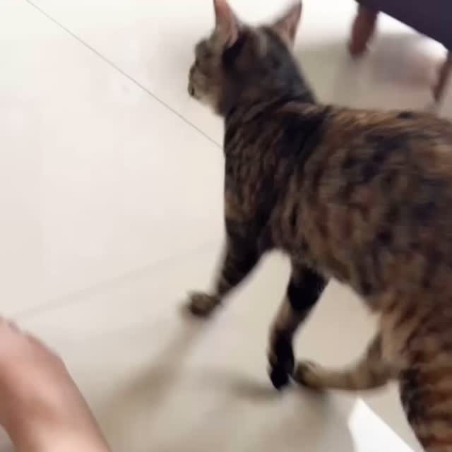 去年夏天，有個在岡山空軍官校服役的女生聯絡我，說她撿到一隻還沒斷奶的奶貓，想拜託我幫她找人照顧。我唯一能想到的奶貓中途在楠梓，我說我可以問問看，但送貓過去的事總不能也讓人家負擔吧？結果她說她沒辦法送過去。我提議叫計程車、她只需要負擔車資，她卻說她沒有錢，也沒辦法提供物資或任何協助。

我心裡真的很不高興。對方什麼都不願意做，卻希望我通通幫她解決，最後還丟下一句：「不然我把貓放回草叢好了。」那句話像刀一樣刺進來。我不是沒遇過這種威脅式的求助，但每次碰到，還是會忍不住憤怒——憑什麼要我承擔這一切？憑什麼要用一條小生命來逼我接手？

後來，不忍心小奶貓被放死，我還是硬著頭皮去找了願意幫忙接送的車手和奶貓中途，把這隻小貓奶大。等她順利斷奶後，我接回來安置、送養，我給她取名叫摩卡，因為她是咖啡色的虎斑貓。心裡雖然五味雜陳，但也只能安靜地告訴自己：我是在幫貓，不是在幫人！

幾天前，摩卡終於送出去了。剛剛收到認養人傳來的影片，她在新家和主人一起玩逗貓棒，整隻貓開心得不得了，這就是那隻差點被丟回草叢的摩卡——她現在有家、有愛，也終於擁有了她該得的幸福。我知道，不是每一隻貓都有摩卡那樣的幸運，希望未來，願意多出一點力、為牠們多想一步的人，可以再多一點。

#祝福摩卡：https://raincats.com.tw/archives/34917
#來自雨喵家：https://raincats.com.tw
#認養的意義不是免費獲得一隻完美的毛孩
#而是讓一隻孤苦無依的毛孩因為你重獲新生