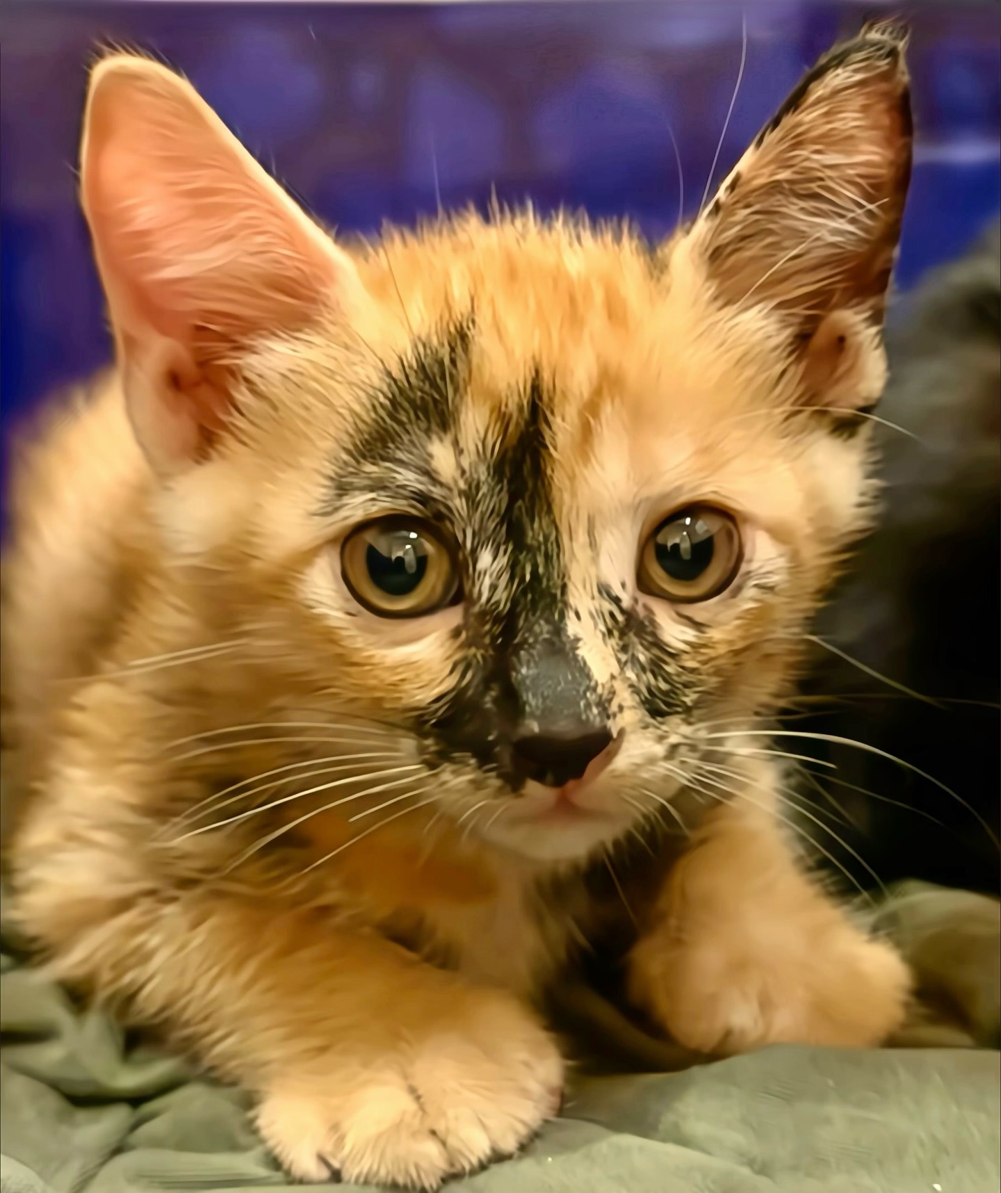 你們覺得⋯
這是假橘子，真玳瑁？
還是假玳瑁，真橘子？

如果無法判斷，決定擁抱混沌的話，
不如稱其為：「橘瑁」或「玳橘」——
一位超越凡俗的混沌小精靈！！👍🐱