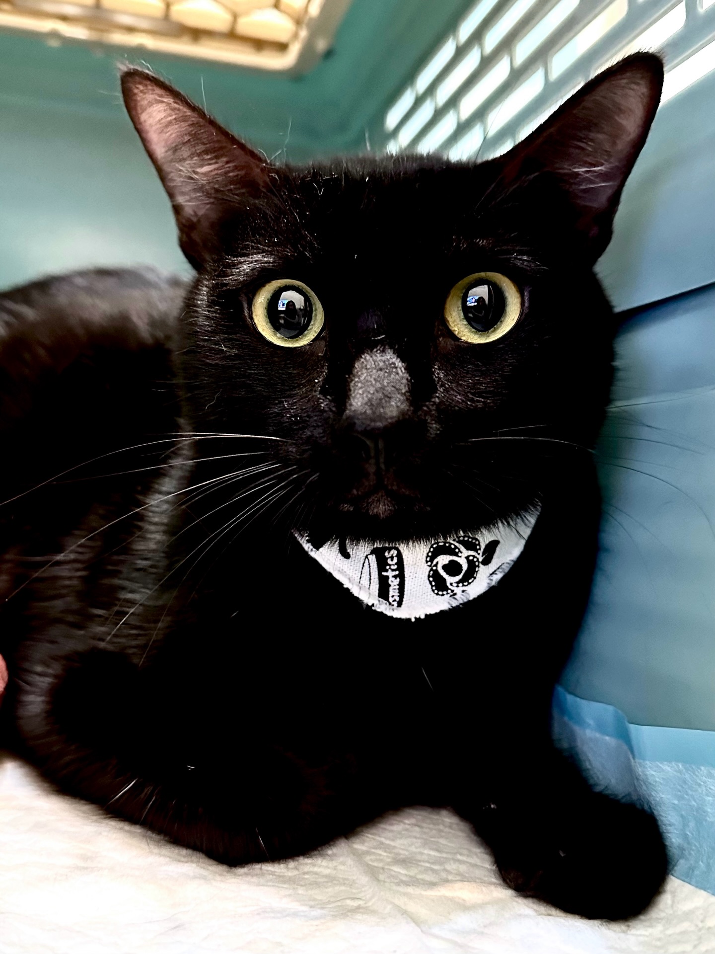 分享一下上週六送出的摩吉。在新年的開始，就有貓送出，這真是一件令人振奮的事。其實摩吉是一隻很受歡迎的黑貓，詢問度高，也曾有過一兩組認養人預定，最後卻因故取消。我陪著牠，從期待到失落，慢慢接受了「緣分未到」這件事，漫長的等待，原來才是中途的日常。

在中途工作久了，我早已習慣在只有貓咪的空間裡獨處，反而不太適應與人長時間互動。下班回家後，我常會進入「報復性講話」的狀態，對著家人嘰嘰喳喳說個不停，他們總覺得我吵。久了才發現，原來我這麼需要有人能接住我的話。

或許正因如此，我跟摩吉特別麻吉。牠是我遇過最「厚話」的黑貓——不是焦慮的喵喵叫，而是真的有來有回。你對牠說一句，牠便認真地回應你，一人一貓無話不談，很好聊！

如今，摩吉等到了屬於牠的家。希望往後的日子裡，有人願意聽牠說話，也願意回應牠。祝福摩吉，在新家安穩生活。

#祝福摩吉：https://raincats.com.tw/archives/35082
#認養的意義不是免費獲得一隻完美的毛孩。
#而是讓一隻孤苦無依的毛孩因為你重獲新生！
#認養不挑色