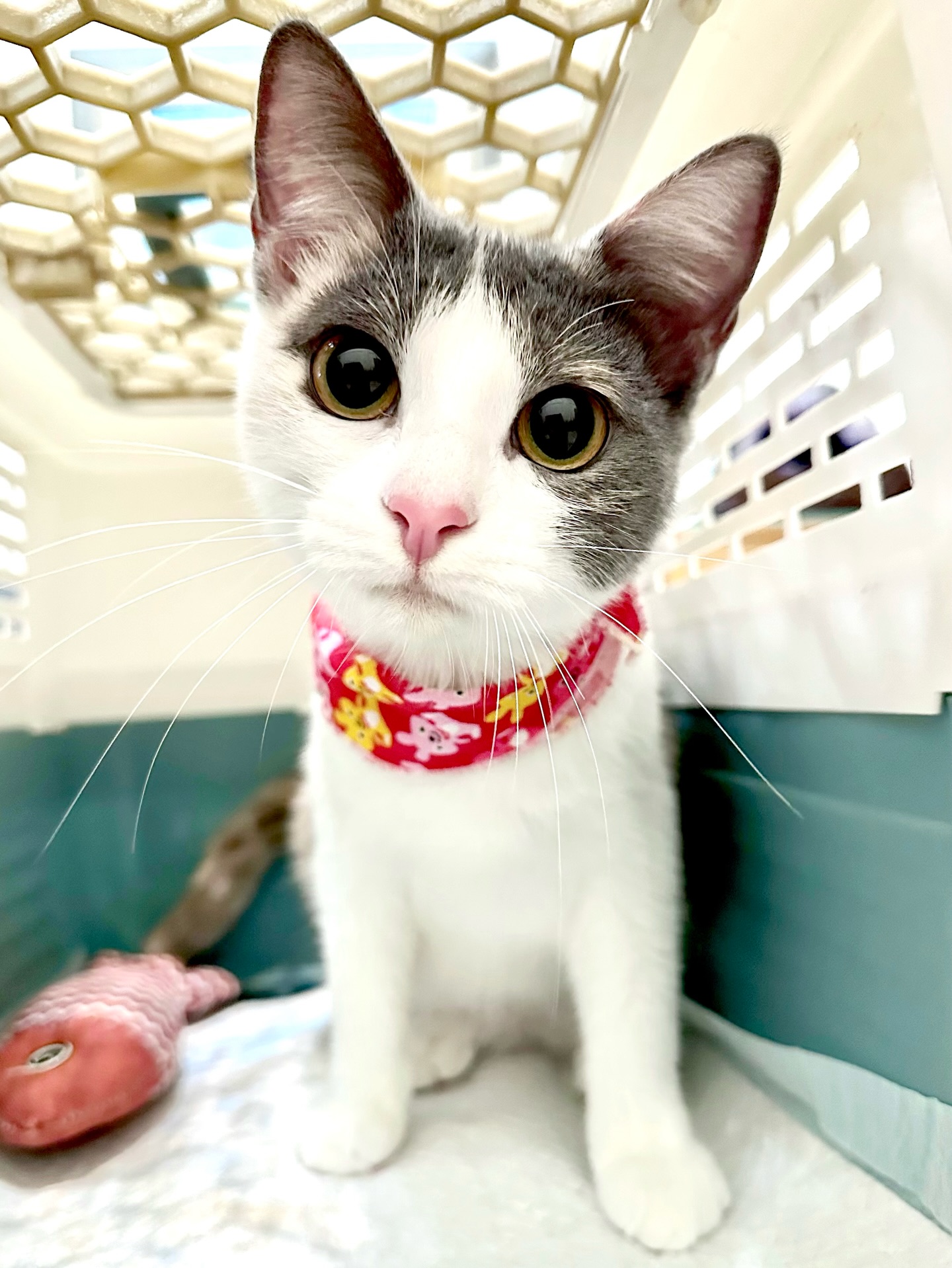 其實我很矛盾，有時候會懷疑自己做的到底對不對。那麼多貓待在中途，有些甚至在這裡終老，沒有真正的家、沒有完全的自由，對牠們來說，是不是很殘忍？

上週寒流來，天氣很冷，我忍不住想：外面的貓怎麼辦？牠們是怎麼撐過這種天氣的？再回頭看看中途的貓，至少在這裡能溫飽、能安全，或許本身就是一種幸運？

矛盾歸矛盾，當一天的和尚就要敲一天的鐘，這禮拜又送出一個孩子了，是今年的第二隻，一月才剛開始就能送出貓咪，心情很振奮。分享一下，前幾天送走的蜜茲，從澎湖七美來找我的孩子，靠著盛世顏值很快找到家，很替她開心，也慶幸自己總遇到很好的認養人。

我就是這樣，在「做得不夠」和「還能再做一點」之間搖擺。有些貓留下來，有些貓走向新的生活；不是每一段都圓滿，但求每一步都很用心。帶著矛盾的心情繼續走，我想這就是中途的日常。

#祝福蜜茲：https://raincats.com.tw/archives/35147
#認養的意義不是免費獲得一隻完美的毛孩
#而是讓一隻孤苦無依的毛孩因為你重獲新生
#認養不挑色