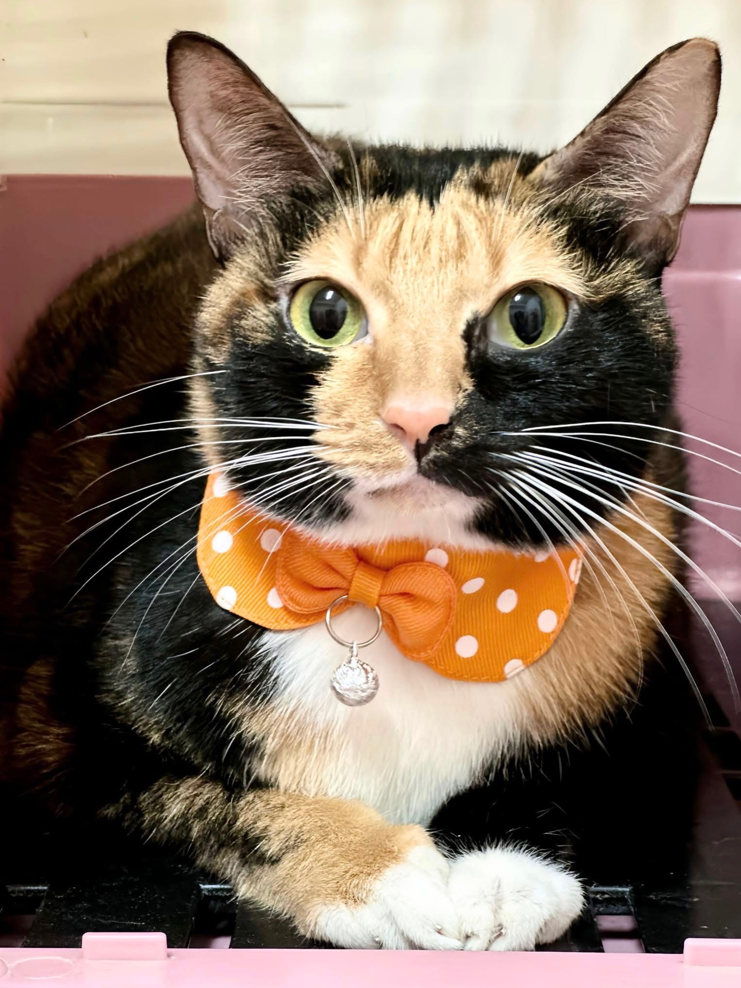 貓的本質，
就是牠在人間遇到的所有善意與被愛的總和。

漂亮小花貓“貝洛娃-Belova”開放認養！
https://raincats.com.tw/archives/33396

#貓在屏東
#全台可認養需親自南下接貓
#來自雨喵家：https://raincats.com.tw/