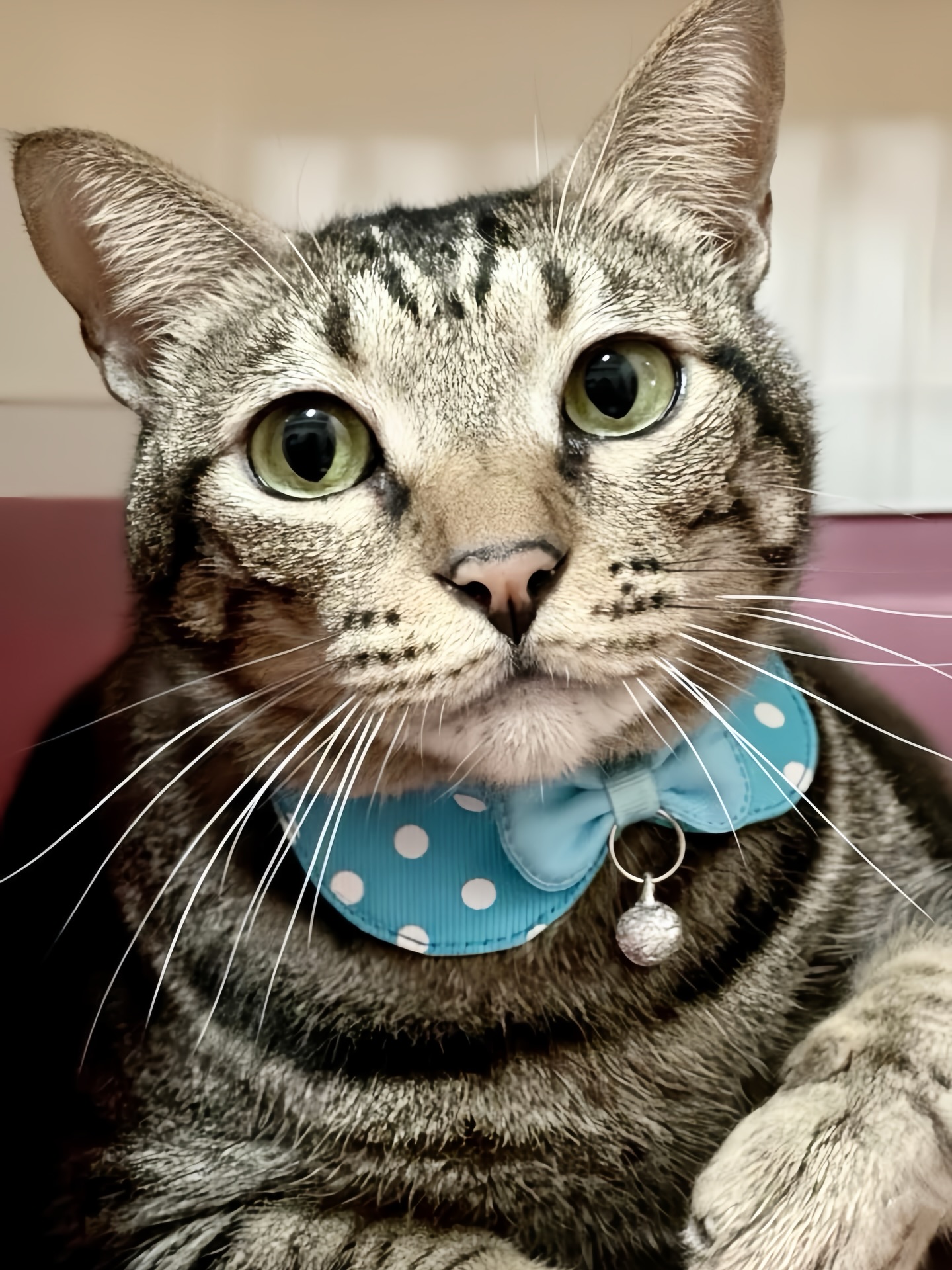 在無人問津的日子，
正是把貓養成胖虎的時機。

給大貓咪一個機會好嗎？虎斑帥哥“尼力-Nelly”開放認養！
https://raincats.com.tw/archives/27423

#貓在屏東
#全台可認養需親自南下接貓
#來自雨喵家：https://raincats.com.tw/