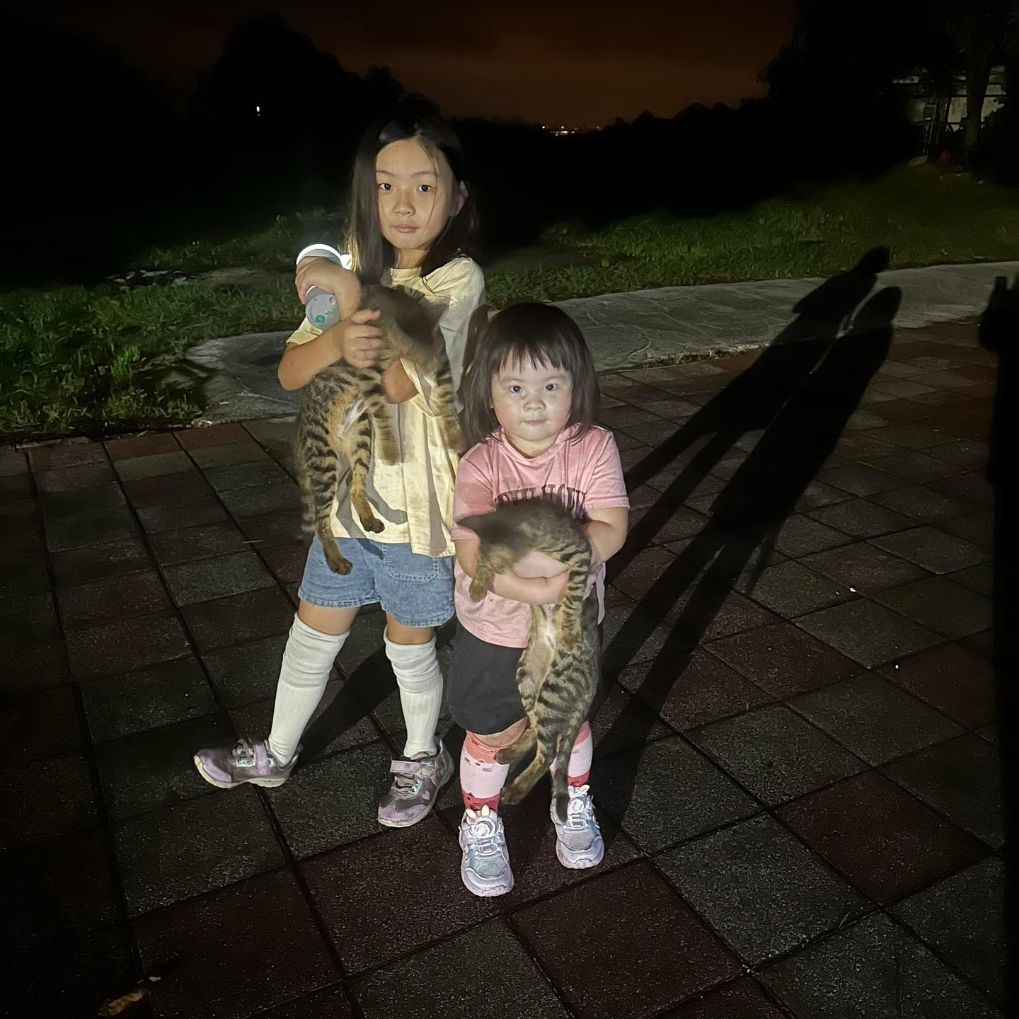 今年暑假發生了一件特別的事情，想記錄下來。某個晚上，黃天諾提議帶孩子們到野外認識昆蟲。我們驅車來到一處靜謐的地方探險，夜色裡充滿生機。孩子們藉著手電筒光，驚喜地發現竹節蟲、鍬形蟲，還嚐了幾顆野生龍眼，笑聲在黑暗中迴盪。我原以為這趟出門只是為了「看昆蟲」。

正專心觀察時，耳邊忽然傳來「喵～喵～」的叫聲。我原以為是孩子在模仿，結果腳邊竟然出現兩隻小貓，親昵地蹭著我。我抱起其中一隻，牠不掙扎，搔著下巴發出呼嚕聲，根本就是小馬達！完全沒想到，在這荒郊野外竟會遇見兩隻小貓，讓人又驚又喜。當下「職業病」發作，忍不住問老公：「要不要帶回去送養？這麼親人的小貓，當流浪貓太可惜了吧？」他沒有立刻答應，只說繞一圈回來再決定。結果，牠們一路跟著我們走，孩子們也樂得不得了。一堂「昆蟲課」，就這樣變成了「貓咪課」。

臨近返家時，老公開始猶豫，擔心牠們若在車上忽然歇斯底里會影響安全。我也懂這份顧慮，同時提醒自己——我的貓口已經太多，必須克制。但眼前緊急的是牠們真的餓壞了，只好先讓牠們吃點東西，再想下一步。孩子聽到「可能不能帶回家」時淚眼汪汪，爸爸大概也不忍心，靈機一動想到車上有個球袋，提議：「不如試試把牠們裝進去，如果不掙扎就帶回家。」結果兩隻小貓乖乖進袋，一上車就睡著……。那一刻我真的覺得，這不是巧合，是牠們自己選擇要跟著我們走。

回到家後，兩隻小貓意外鎮定，既不緊張也不焦慮，彷彿早已在這裡生活許久。如今牠們已完成隔離與驅蟲，準備要打預防針了。就這樣，本來是「昆蟲探險」的暑夜行程，最後卻成了「遇見兩隻小貓的故事」。只是我們也納悶——這麼荒郊野嶺，怎麼會突然出現兩隻小貓？或許是跟我有緣、等牠們完成醫療流程後，也會開始幫牠們尋找幸福的家。