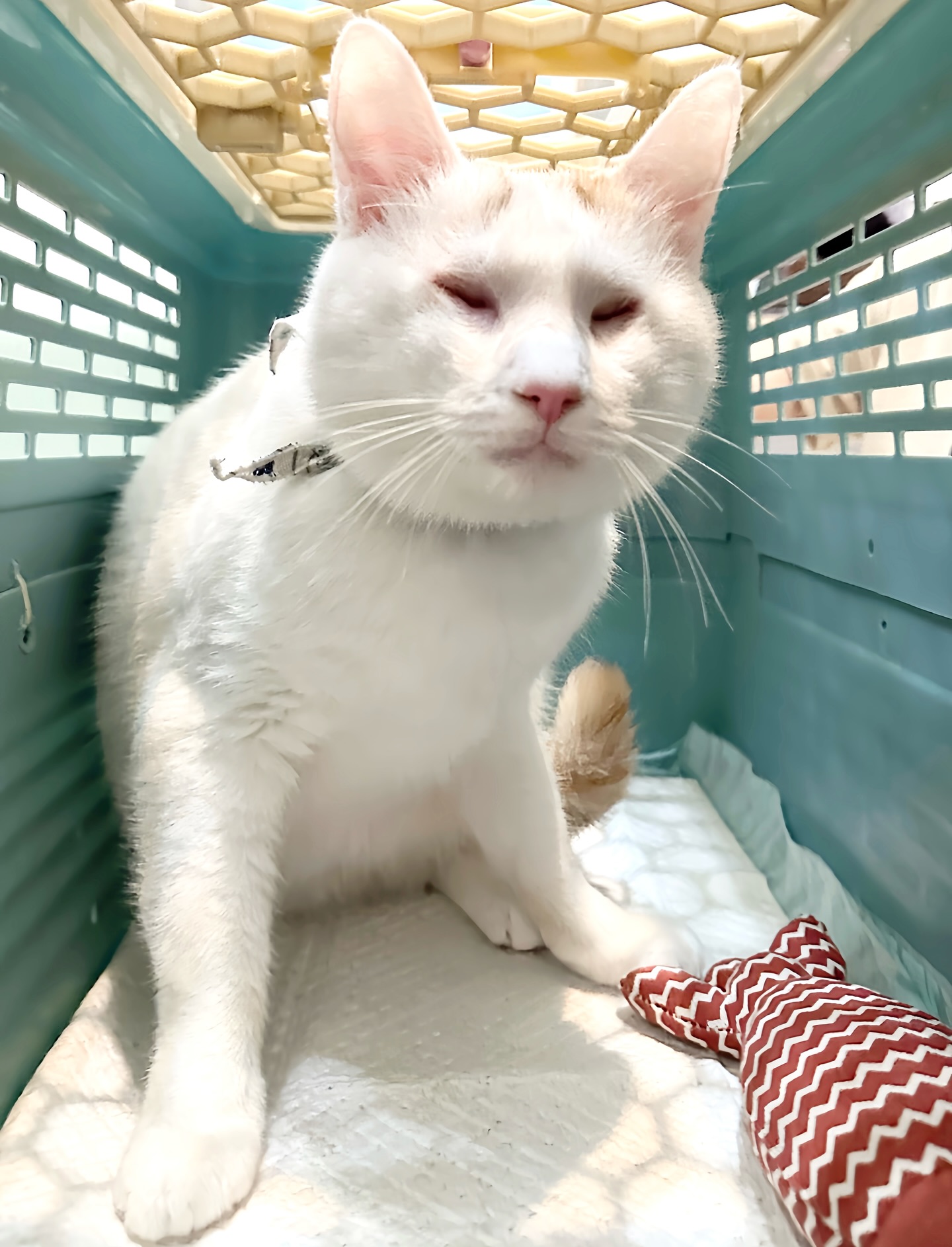 來分享一下昨天送出的路莫斯。出發前，我照例先幫他洗澡，吹乾、把毛梳順，整理成一團蓬鬆乾淨的小雲朵，這不是什麼儀式感，這是我一直以來的習慣。我希望他以舒服、自在、給認養人有好感的樣子，帶着一種「準備好了」的感覺，踏進新家。

在暖暖的烘箱裡，我的手指穿過他的毛，看着他的表情漸漸放鬆；在確認出是我無誤後，他便放心地靠過來蹭了蹭。這是我跟貓咪能好好說再見的時候，也是送養過程中我最珍惜的一環。每一次送貓，都是我人生中最高光的時刻，也是我最容易進入心流的時候。

只是最近送出貓的機會變少了，送養率下降，這樣的高光時刻也變得少見，像季節性的奇蹟。但不知怎麼的，只要做到這一步，我心裡還是會浮出一種福至心靈的感覺：原來我真的有一顆很大的心臟！之於一個生命，我敢於去接住、去信任、去放手。

我一邊想給自己點個讚，又一邊想著我還能這樣救到什麼時候呢？就這樣分裂著的心情…..。但無論如何，昨天能送出一隻，就是昨天最值得的事了。

#祝福路莫斯：https://raincats.com.tw/archives/35100
#認養的意義不是免費獲得一隻完美的毛孩
#而是讓一隻孤苦無依的毛孩因為你重獲新生
#認養不挑色