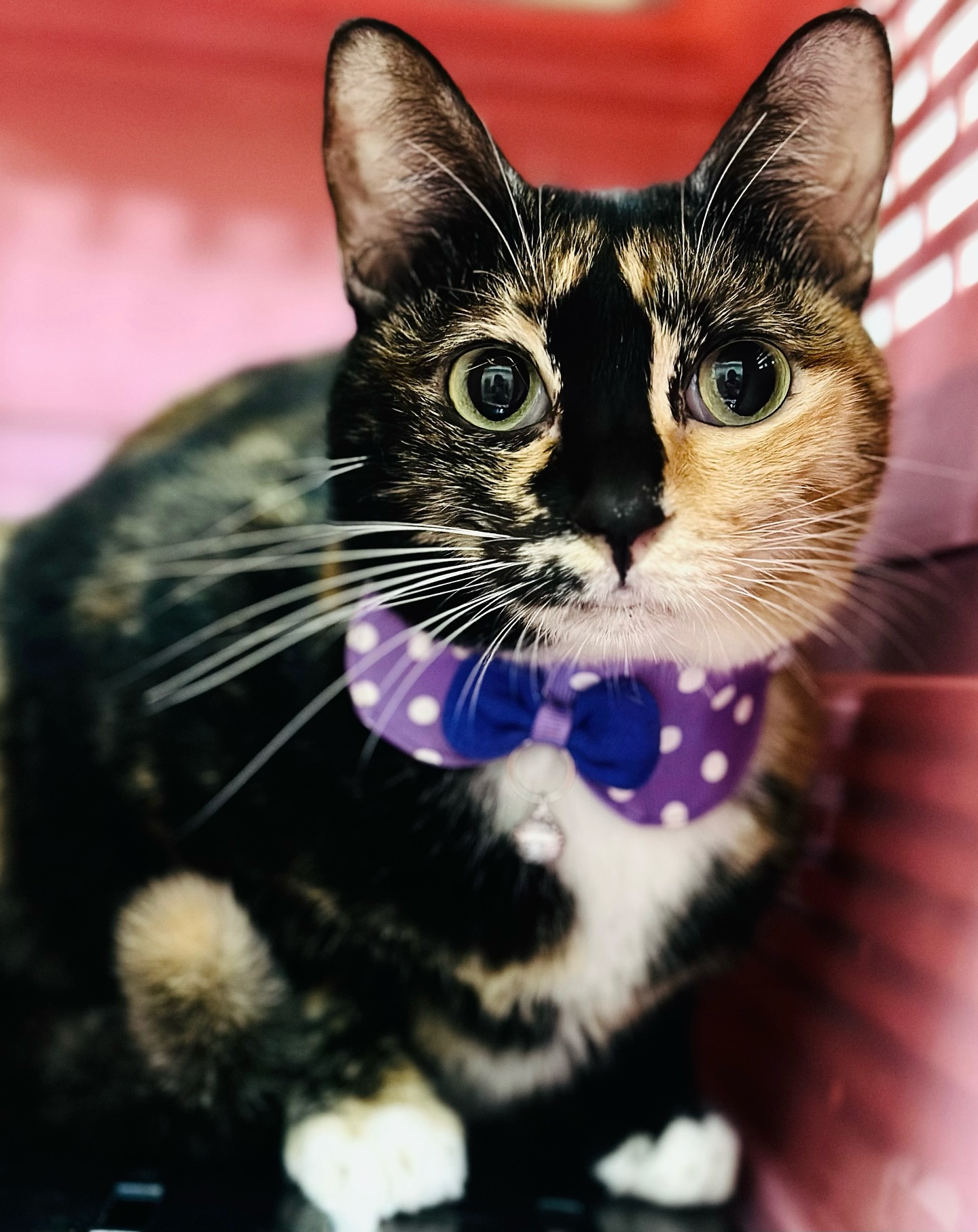 時間會讓小貓長大，也會讓牠們越發閃亮。昨天幫莎比娜拍了一組新照片，連我也被她迷住了——怎麼會有這麼漂亮的貓咪！？她有一張很特別的三花臉譜，黑、橘、白三色如同繡製的花布，和諧又奪目；還點綴著一條細細長長的黑鼻心，優雅的筆觸，讓牠擁有超高的辨識度。莎比娜的個性也很乖巧，不吵不鬧，是生活裡最好的陪伴，有人願意給她一個家嗎？

美麗三花貓“莎比娜-Sabina”開放認養！
https://raincats.com.tw/archives/33774

#貓在屏東
#全台可認養需親自南下接貓
#來自雨喵家：https://raincats.com.tw/