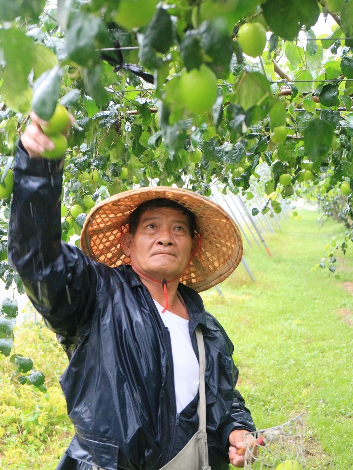 這陣子一直想寫一些關於土地、農產與家人的文字。不想只是冷冰冰的叫賣文，可是生活真的太忙、太滿，忙到連好好整理思緒的時間都沒有。昨天在吃爸爸的棗子，忽然回想起一件事——我是從什麼時候開始賣父親的棗子的？真的好久了。

一直想把這份家業做好、做大，但後來也忙著自己的事業，忙著生活、忙著把每一天撐過去。直到好幾年前過年前的某一天，我吃著餐桌上的蜜棗，心想：怎麼這麼好吃！！

我問母親：「你們沒有在網路上賣看看嗎？」母親說他們都只有寄航口，而且都是賤價。那一刻我心裡很捨不得。我不願意父親的心血變得這麼沒價值，不願意他辛苦種出來的果子，只能被人用隨便的價格帶走，所以我才承接起賣棗子的工作。

這幾年謝謝大家包容我斜槓，也謝謝大家的支持，父親的棗子不再默默無聞。有一次母親跟我說：「你最近幫爸爸賣棗子賣得不錯，爸爸很開心很開心。」聽到這句話，我的心像被什麼輕輕敲了一下。那當下我才意識到——原來我一直這麼渴望父親的認同。

這些年我忙到像一陣風，忙救援、忙送養、忙生活，日子一轉眼就過了。直到那一天，當母親說「爸爸很開心」的那一刻，我才發現，我心裡那個小小的我，其實一直都還在——那個一直想被父親稱讚的我，那個努力把自己撐得很強、卻偶爾也會脆弱的我，那個明明已經長大，卻仍然會因為一句話而鼻酸的我。

父親不是那種會把讚美掛在嘴上的人。他的愛很安靜，藏在每天早起的背影裡，藏在田裡一顆顆被擦亮的果子裡。他用一輩子的時間，種出一種甜；而我也是直到長大以後，才真正嚐懂那個甜裡面的重量。

以前我總覺得他不太懂市場、不太會行銷。後來才懂，他不是不想賣得好，只是很老派、不會推銷，總是用最笨的方法把棗子賣出去。但他最懂的，是怎麼把棗子種得漂亮。

而我賣棗子的起點，也不是什麼多偉大的決定，我只是很想替爸爸爭一口氣，很想讓他知道：

你的努力不是理所當然。
你的辛苦值得被看見。
你種出來的東西，值得被好好地端上別人的餐桌。

如果你剛好也吃過這顆棗子，希望你吃到的不只是脆甜多汁——或許，還能嚐到一個女兒的心，那些未曾輕易說出口的牽掛，以及一份被時光與土地緩緩醞釀的、笨拙卻真摯的心意。

謝謝你們一路以來的支持，讓爸爸的棗子不再只是「寄航口」，而是可以好好地，走進更多人的生活裡。🍏🤍
