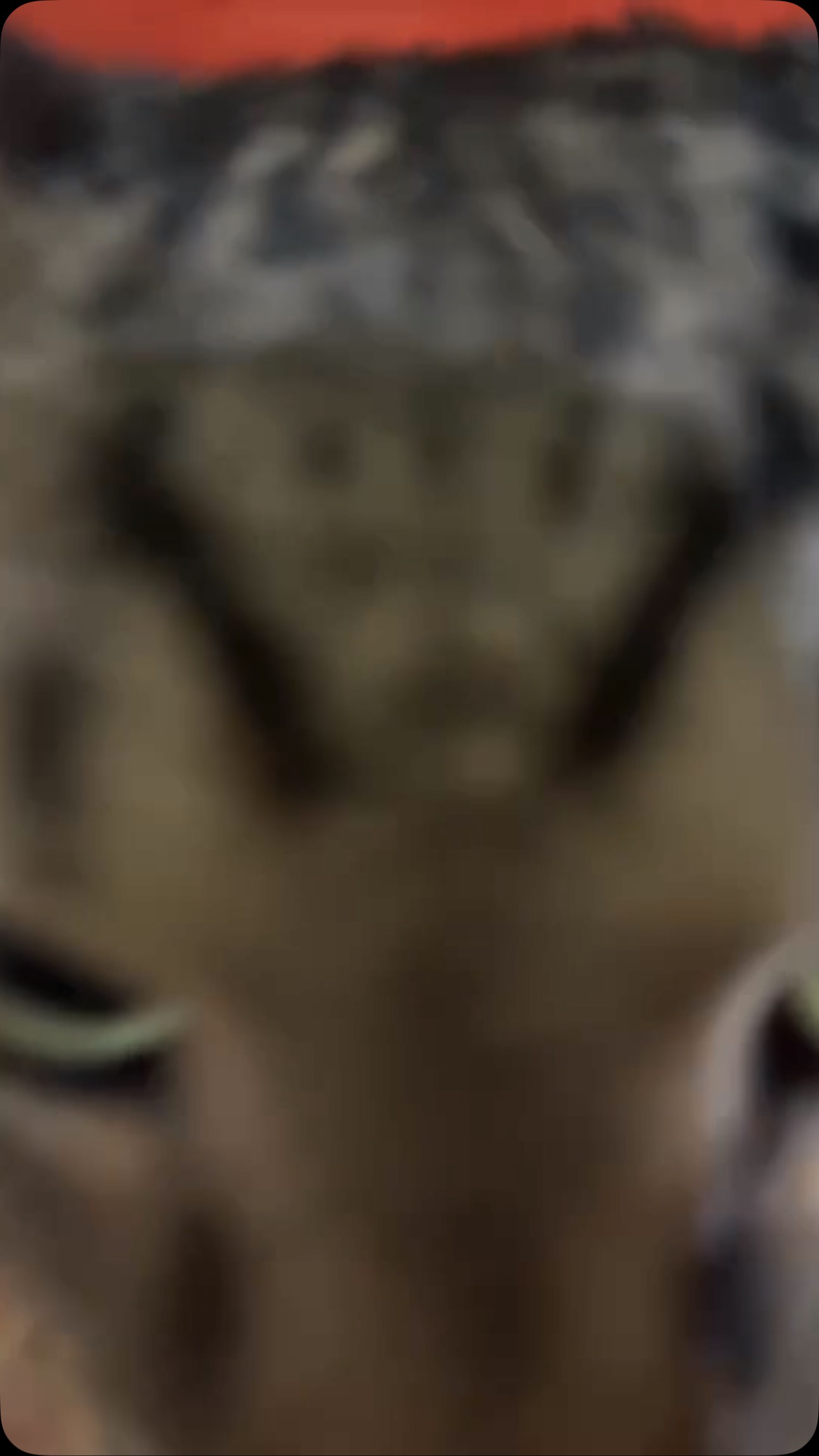 來分享一下昨天送出的虎斑貓——蒙提。這孩子剛到了新家後，吃了一條肉泥，已經可以摸摸了！還開始蹭人撒嬌，果然是一隻聰明又乖巧的小貓！說到虎斑貓，真的不得不替牠們抱不平。明明是貓界的「不敗經典款」，擁有精緻又獨特的花紋，卻因為太常見，反而容易被忽略。其實，虎斑的顏值絕對不輸其他花色的貓，甚至還有一種與生俱來的獨特魅力！

#來看看虎斑貓的特點——
✔️深邃眼神： 虎斑貓的眼睛通常像琥珀般透亮，既深邃又帶點俏皮，流露出與生俱來的靈動與自信。
✔️天然豹紋、虎紋：你知道嗎？虎斑貓的花紋沒有兩隻是一模一樣的，每一隻都是獨一無二的藝術品。有些是經典的「M字額頭」，有些是瀟灑的雲紋或魚骨紋，怎麼看都好看。
✔️體態勻稱、活力滿滿：虎斑貓通常身材結實、肌肉緊緻，搭配那流線型的體態，走起路來就像小型獵豹，優雅又充滿爆發力。
✔️個性百變：有的虎斑像蒙提一樣聰明穩重，有的則是活潑愛玩，甚至有些還是「狗系貓」，會跟人互動、跟著主人跑來跑去，忠誠度滿分！

這麼好看的貓，卻因為街頭太常見，導致很多人不覺得特別，甚至有些虎斑寶寶因為長得「太普通」而被忽略。其實，虎斑貓不只顏值高，還性格友善、聰明親人，適應各種家庭環境，是非常理想的陪伴夥伴，真的很值得被珍惜。所以，如果你家還少了一隻貓，不如考慮來認養一隻虎斑寶寶吧！或許你會發現，這種看似平凡的貓，其實是最不平凡的存在喔！

#祝福蒙提：https://raincats.com.tw/archives/34717
#虎斑貓頂級顏值 
#認養的意義不是免費獲得一隻完美的毛孩
#而是讓一隻孤苦無依的毛孩因為你重獲新生