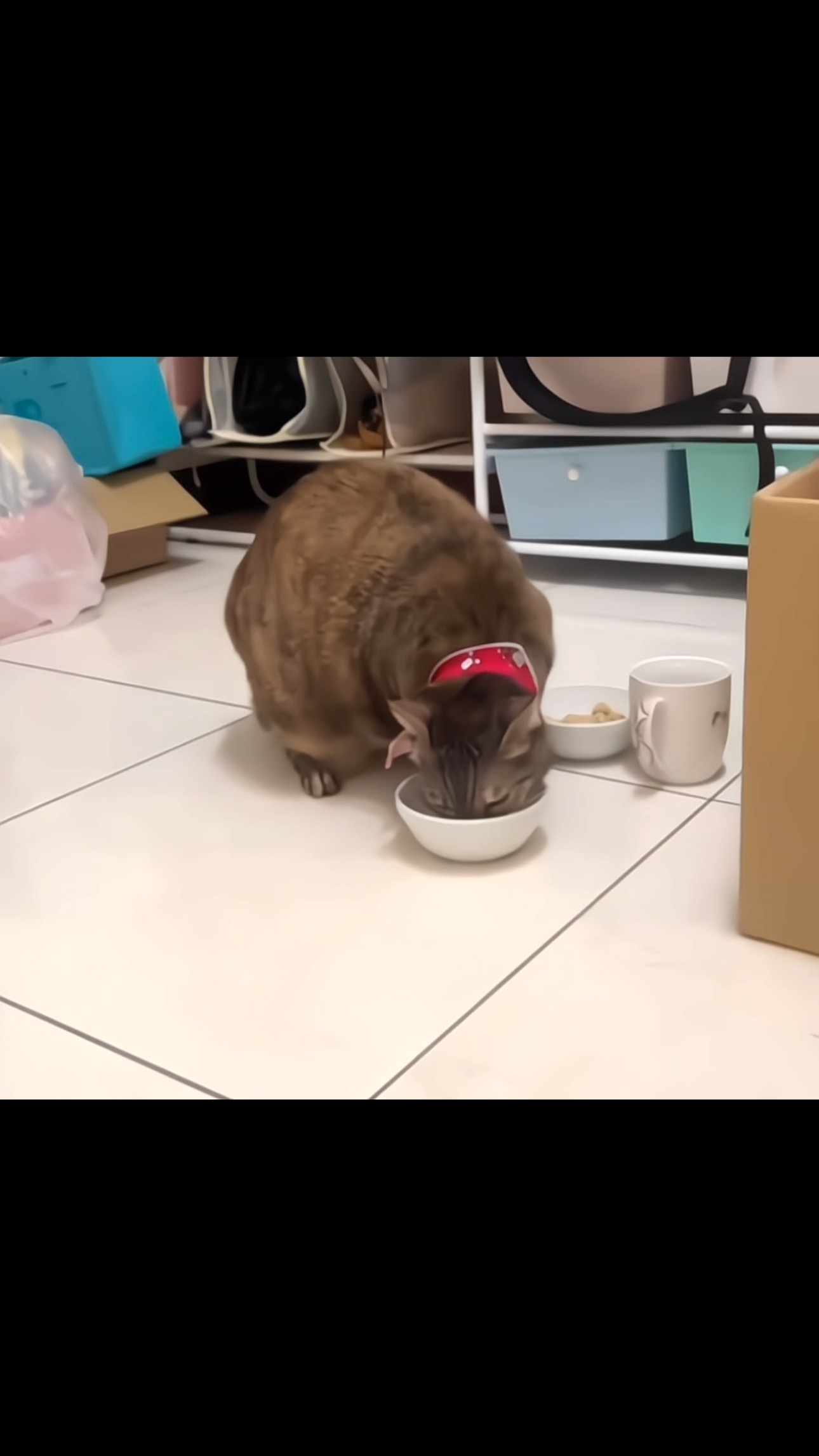 前年我被退養了一隻養了好幾年的貓，對方家原本就有一隻貓，我送的是第二隻，結果認養人說因為疫情影響經濟，只能留下自己原本那隻。我當下沒多說什麼，選擇理解、體諒，馬上把孩子接回來了，但心裡真的很不是滋味，因為那隻貓在她媽媽憂鬱症發作的時候，一直陪伴在身邊，療癒了那個家，結果到了需要做選擇的時候，牠卻毫不猶豫地被捨棄了，這讓我既心痛又憤怒。更誇張的是，貓才剛回來沒多久，我就在 IG 上看到這個人跑去泰國玩，一堆燦笑的照片，我立刻私訊問她：「不是說經濟困難嗎？怎麼還有錢出國玩？」結果我秒被封鎖，那時我真的很憤怒，除非這孩子再幸福一次，不然這口氣我咽不下去。

這孩子回來的時候，毛掉得很嚴重，整隻的毛變得稀疏，眼神也呆呆的，看起來很沒有安全感。我知道牠是受傷了，那不是身體的病，是心裡的，我能做的就是陪著牠，給牠足夠的時間跟空間，讓牠慢慢放鬆、慢慢恢復信任。經過了一年多的照顧跟寵溺，牠的毛變得又厚又柔，整隻貓圓潤起來，還胖到七公斤，超可愛的！看著牠現在這麼放鬆又有精神，我真的很替他開心。

這陣子剛好有一位舊識來找我，說想再認養一隻貓。他之前已經從我這邊帶走兩隻孩子，對貓很用心，也很穩定。他跟我說：「不挑，什麼樣的都可以，只要是貓就好。」我聽到這句話真的快哭了，這種完全接納、不設條件的認養，是送養人最感動、最感激的時刻。我後來推薦了貝蒂娜，就是當初被退回來的那隻，認養人一看到照片就說很喜歡，認養文章貼沒多久就敲定了領養。真是幸運的孩子，終於又等到屬於他的幸福。

分享一下貝蒂娜剛到新家的狀況，昨天到新家兩個小時就吃飯、上廁所了，完全適應！像是早就知道這裡才是她的家。認養人傳來這個好消息，我真的開心到不行。她是隻超棒的貓，不該在中途之家終老，現在能重新開始，是老天給她的禮物。我終於可以放下了，因為這孩子，終於再次幸福了，謝謝願意給貓咪重生機會的認養人，也謝謝這一路陪我們走過來的每一位朋友。

#祝福貝蒂娜：https://raincats.com.tw/archives/34988
#認養的意義不是免費獲得一隻完美的毛孩
#而是讓一隻孤苦無依的毛孩因為你重獲新生
#認養不挑色