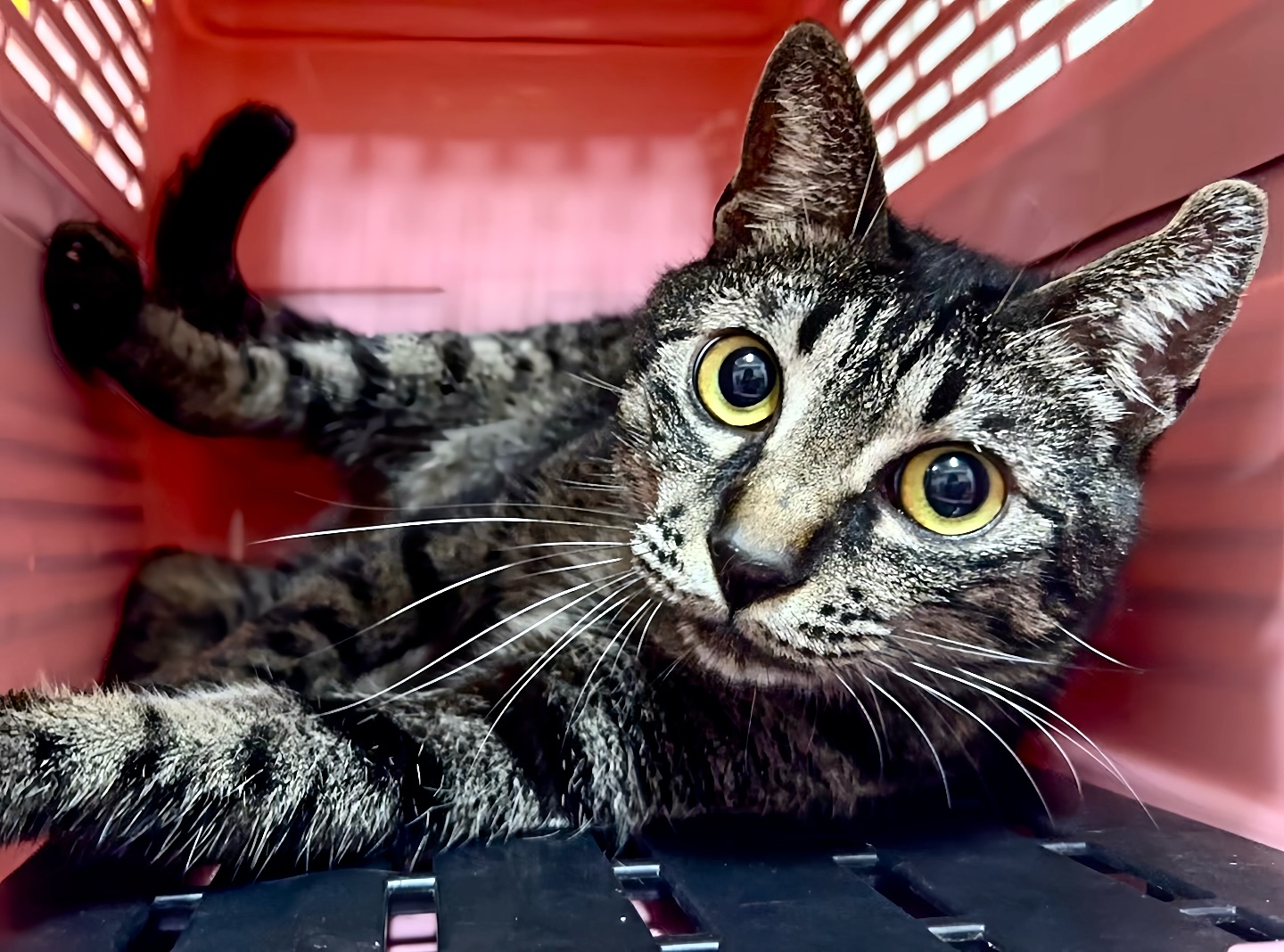 一隻貓來到這個世界，是為了什麼？
為了找到最溫暖的懷抱，
聽見最溫柔的呼喚，
感受最安心的陪伴，
還有，吃最好吃的小魚乾。

I’m waiting.
只想，有個家。

給大貓咪一個機會好嗎？深色虎斑弟“亞摩斯-Amos”開放認養！
https://raincats.com.tw/archives/34049