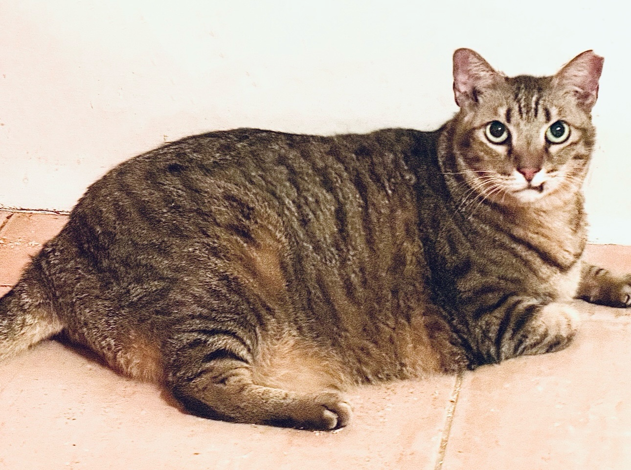 這隻貓叫做哈利，曾是我在2016年開放認養的孩子。從那年一直到現在，九年過去了，他始終沒有等到屬於他的家。我也從一開始積極地推文，漸漸放下期待，最後把認養文章撤了下來。

與哈利的相遇，緣起於一戶鄉下養豬人家。那時有人拜託我去幫忙豬圈裡的兩隻小貓，牠們吃著餿水、環境又髒又濕，我實在不忍心，於是把牠們都帶走了。另一隻後來有好人收編，只剩下哈利，一留就是十年。當初求救的那個人，早就沒再問過他的狀況。

曾有人問我：「那些沒送出去的貓怎麼辦？」老實說，聽到這種問題很心酸，但答案其實很簡單──就是一直養著啊。我的中途之家，後來就變成了這些走不出去孩子們的避風港。老、弱、殘、病，或者個性難親近的，都留了下來。還有更多像哈利這樣，一直在等，卻始終等不到幸福的孩子。

二十幾年過去了，我從當年滿腔熱血的年輕救援者，變成如今體力逐漸下滑的中年婦女，偶爾也會害怕，這個「中途」會不會哪天成了「終途」——不是貓的終點，而是我的，但…我仍然在這個崗位上撐著。像哈利，被我養得圓滾滾，雖然早已沒有人問起他、記得他，但他始終安穩地活著。還有很多像他一樣的孩子，我也一隻隻照顧著。這個中途之家，或許不是他們夢想中的歸宿，但只要這裡還在，他們就有飯吃、有安身立命之所，不會再流浪。

#那些一直沒等到家的孩子