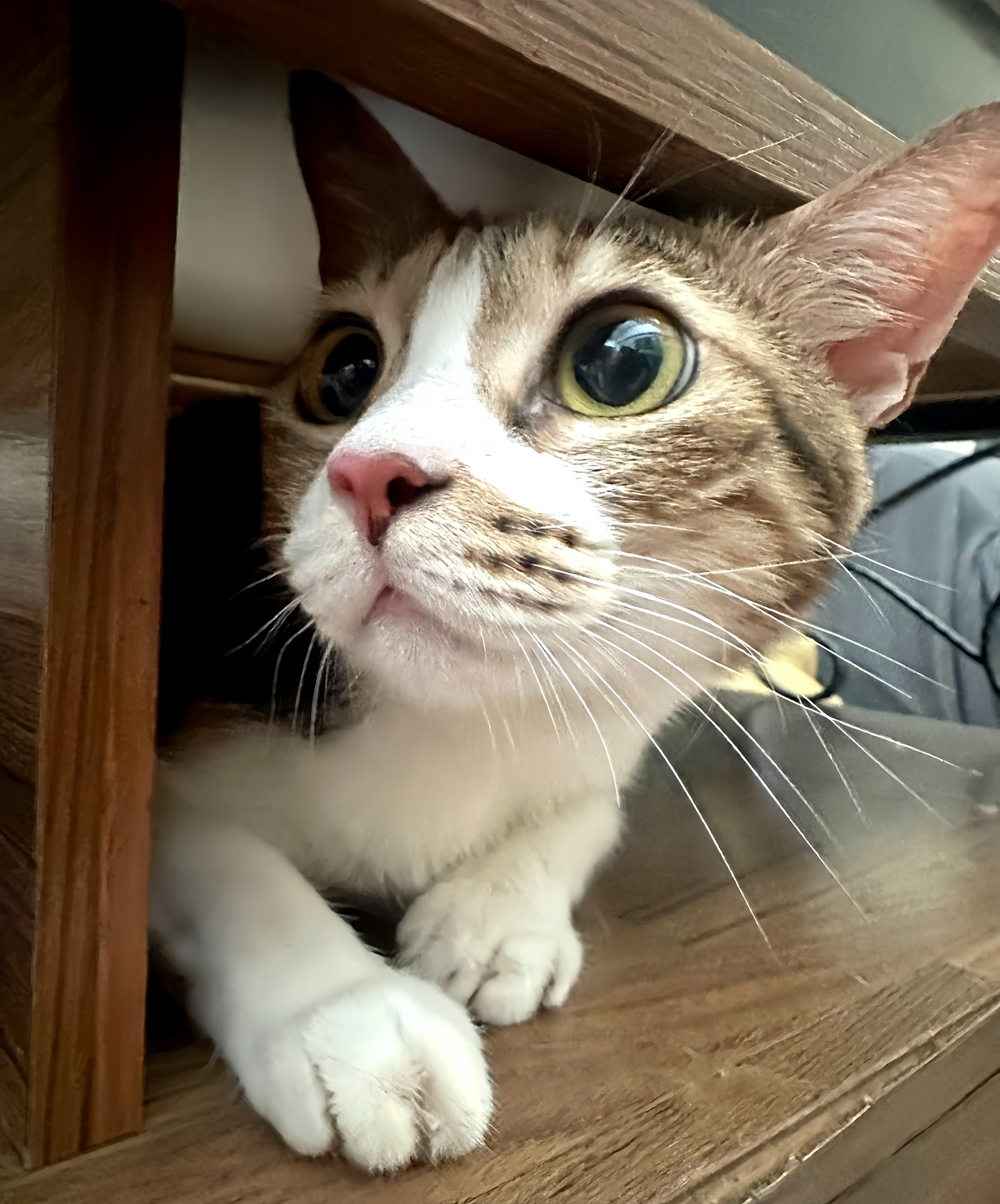 #西蒙娜的相親日記

上禮拜，我帶著西蒙娜和一位認養人視訊，算是替牠安排了一場「相親」。

牠一開始緊張到躲進桌子的夾層，眼睛睜得大大的。結果認養人一看到牠，馬上驚呼：怎麼那麼大隻！！因為之前看過牠剛被我救援時的照片，那時候瘦巴巴的，現在已經被我養得圓滾滾。沒辦法，在我這裡的孩子，最後幾乎都會變成大胖貓。

最後，認養人比較喜歡另一個孩子。對我來說，這很正常，每一個人會被不同的個性或模樣吸引。但這不代表西蒙娜不好，牠只是還沒遇到屬於自己的那個人。

所以就想拿這張生活照出來跟大家分享。西蒙娜還在等，也還是那麼乖、那麼安靜。如果你正好在找一個溫柔的夥伴，也許下一次的相親，就是牠的機會。🥰

給大貓咪一個機會好嗎？可愛女孩“西蒙娜-Simone“開放認養！
https://raincats.com.tw/archives/35041

#貓在屏東
#全台可認養需親自南下接貓
#來自雨喵家：https://raincats.com.tw/