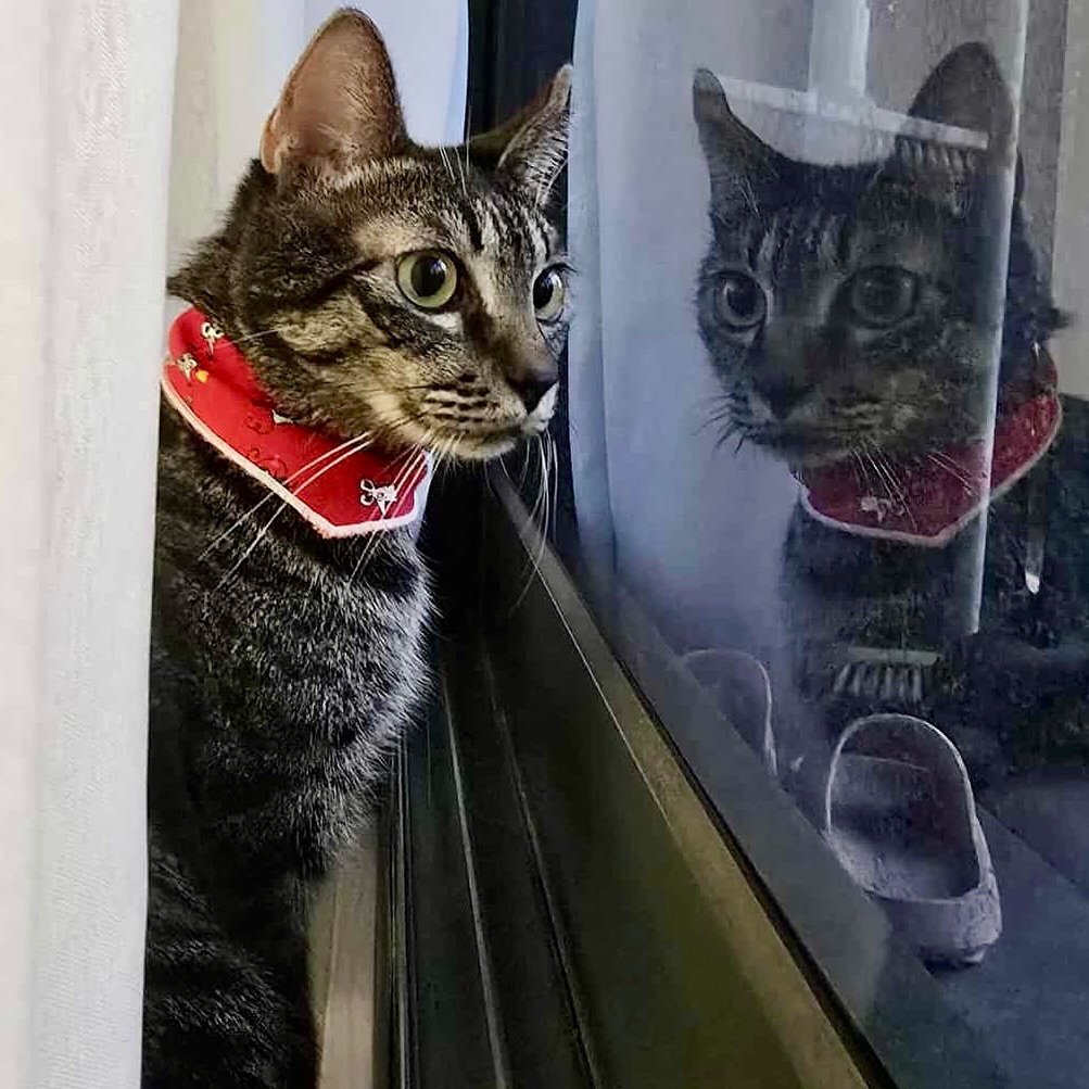 十年前，我的生活圈幾乎只有貓。因為跟著阿母去澎湖旅行，才有機會踏上那片美麗的島嶼。澎湖的風景很美，很讓人身心放鬆，但對於靈魂裡裝著貓的人來說，無論走到哪裡，目光總會不自覺尋找貓的蹤影。我很快發現，澎湖也有不少流浪貓。那次去了虎井嶼，在那座小島上，遇到的貓咪有些瘦弱病懨，還有懷孕的母貓與小奶貓。我為了拍攝貓咪，不小心脫離了旅遊團，結果被阿母唸了一頓。雖然當下無能為力，但我在心裡給了牠們一個承諾：有一天，一定會想辦法幫澎湖的貓。

後來，因緣際會認識了七美的一位愛爸，才真正開始協助澎湖貓咪。雖然能力有限，無法一次照顧太多，但就像「撿海星」的故事一樣，救一隻就是一隻。也很感謝愛爸願意一次又一次搭船，把貓送到屏東讓我照顧。從那時起，我才發現，遠方的承諾是可以一點一滴實現的。

這週送養的亞摩斯，就是從七美來的孩子。他是一隻深色的黑虎斑，第一次見到他，我被那獨特的毛色吸引。亞摩斯在中途之家待了一年多，從剛開始的緊張防備，到後來越來越親人、越來越愛撒嬌，這些改變我一路都看著。終於，他遇見屬於他的那個人。新主人真的很疼他，才接走幾天，手機裡就已經拍了一百多張他的照片。亞摩斯現在改名叫「醬醬」，這個名字很可愛，也很適合他。讓我放心的是，醬醬很爭氣，在新家完全放鬆，自在走動、討摸，也很快就開始吃飯，好像原本就屬於那個家。

這樣的結果，正是我一直以來堅持的原因。雖然無法一次改變整個澎湖流浪貓的處境，但至少，一隻一隻，這些孩子真的會因為遇到對的人，展開截然不同的人生。愛爸這幾天對我說：「謝謝你幫忙七美的貓。」那一刻我明白，有願就會有力。

#祝福亞摩斯：https://raincats.com.tw/archives/34049
#認養的意義不是免費獲得一隻完美的毛孩
#而是讓一隻孤苦無依的毛孩因為你重獲新生
#認養不挑色